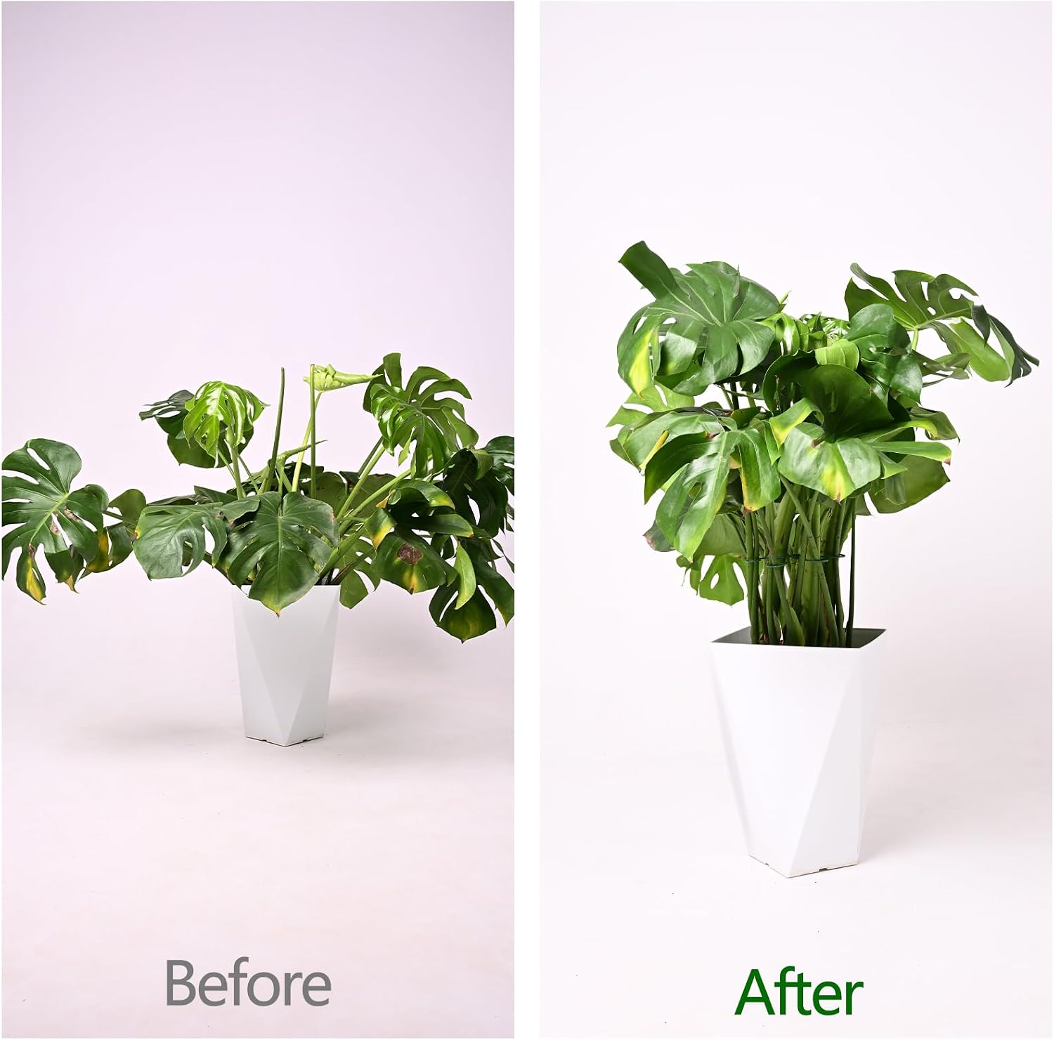 YOHSNOR 5PCS Monstera Plant Support Hook Green, 5.5IN Metal Stem Holder image 3
