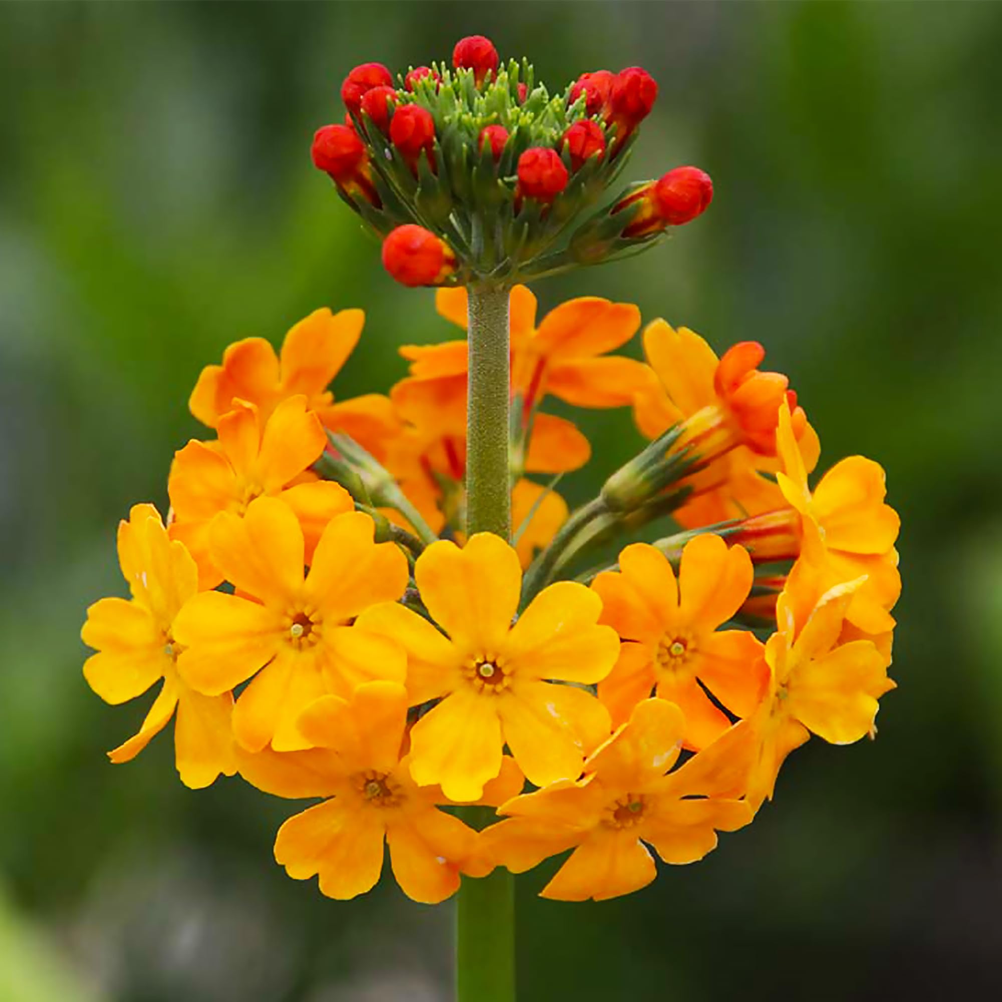 50Pcs Primula Candelabra Layered Tall Mix Seed Perennial Candelabra Primrose Seeds for Home Garden Outdoor by QAUZUY GARDEN