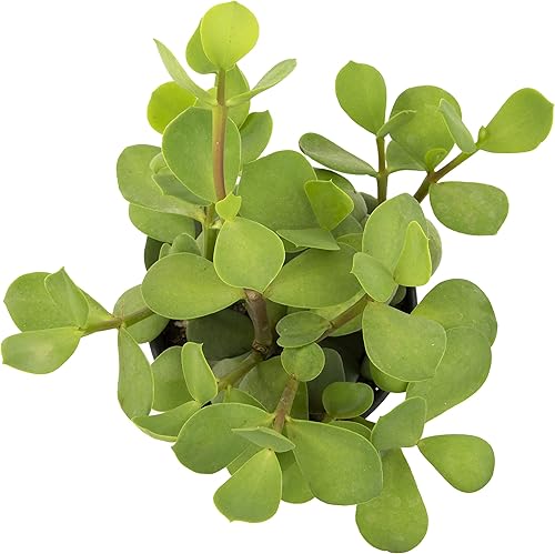 Miniatura 8 de Portulacaria Afra de 1 cuarto de galón, 4 unidades, plantas suculentas vivas, plantas de interior, plantas de interior Bonsái vivas, plantas de jade