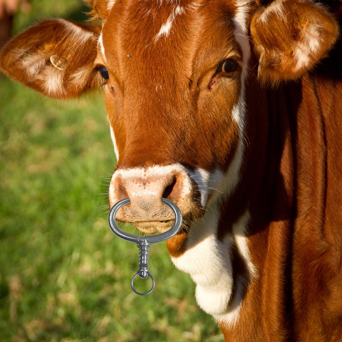 Anello Nasale in Acciaio Inox per Bovini Pinza a Becchi Spessi