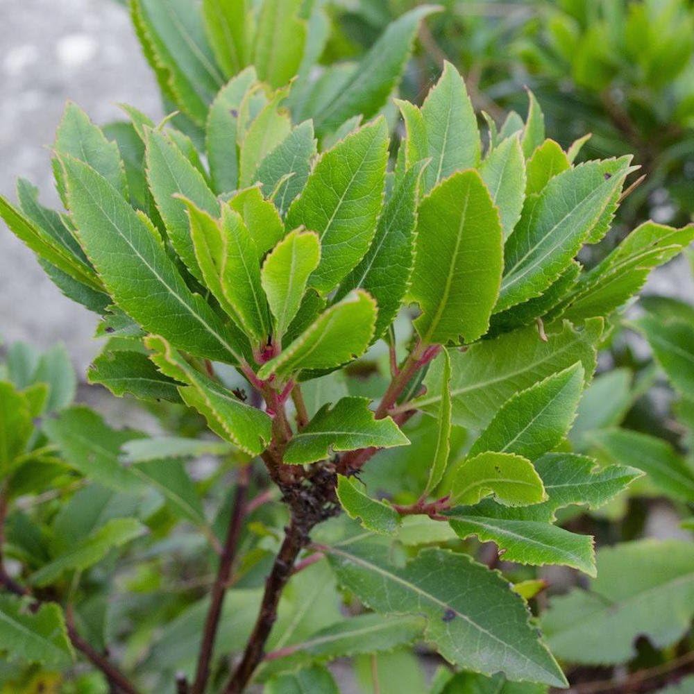 Bay Laurel 'Culinary' - Sweet Bay - Well Rooted Plant in 4" Pot | Ships from Easy to Grow