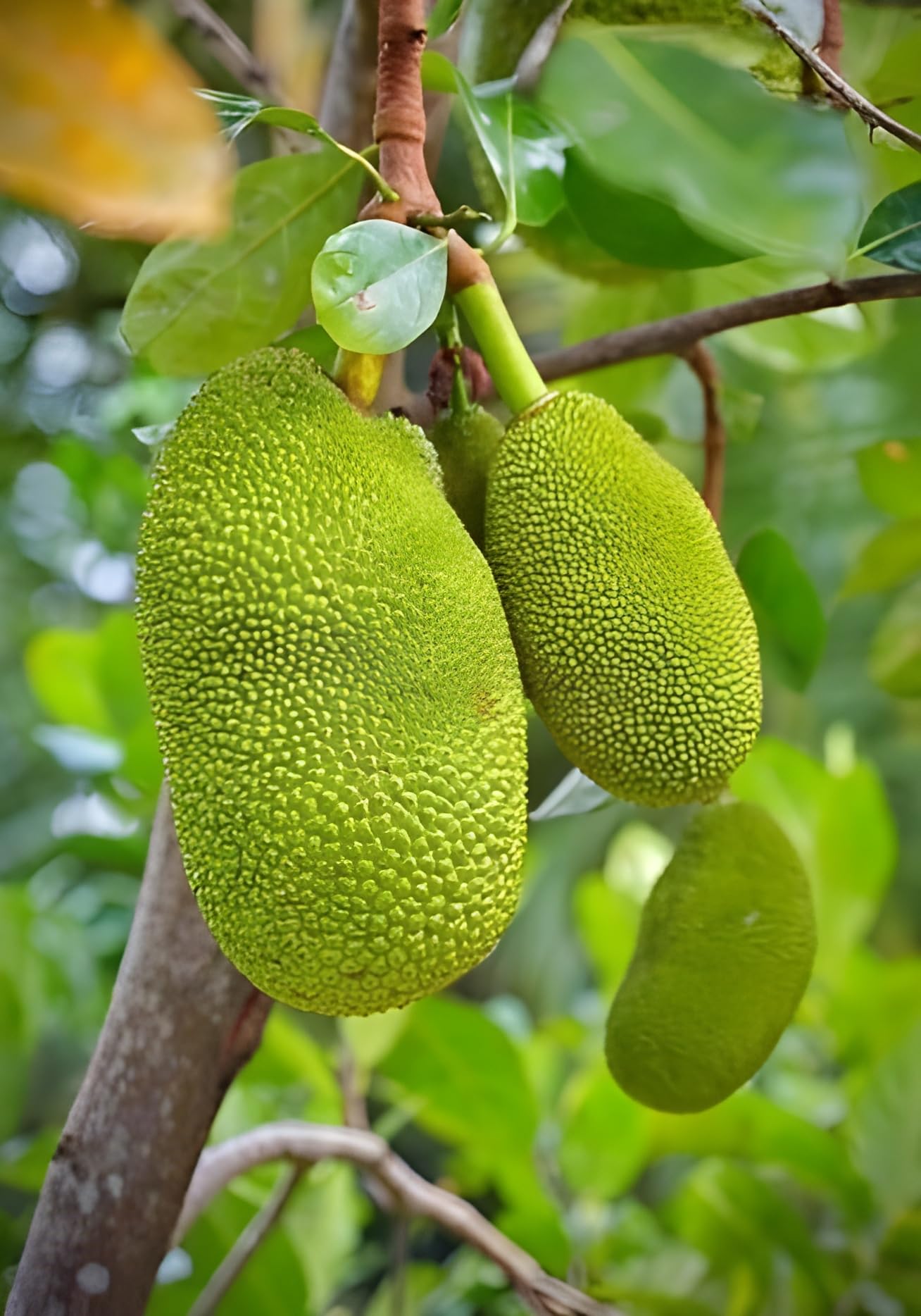See full amazon price history chart for Green view" Varikka " ALL SEASON Variety" Hybrid 1 healthy Grafted Live Jackfruit Plant(1.5Ft Height) in nursery Grow Bag Green view" Varikka " ALL SEASON Variety" Hybrid 1 healthy Grafted Live Jackfruit Plant(1.5Ft Height) in nursery Grow Bag (B09RVCQLCN) Amazon Price History, Amazon Price Tracker