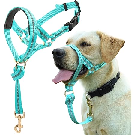 gentle leader leash amazon