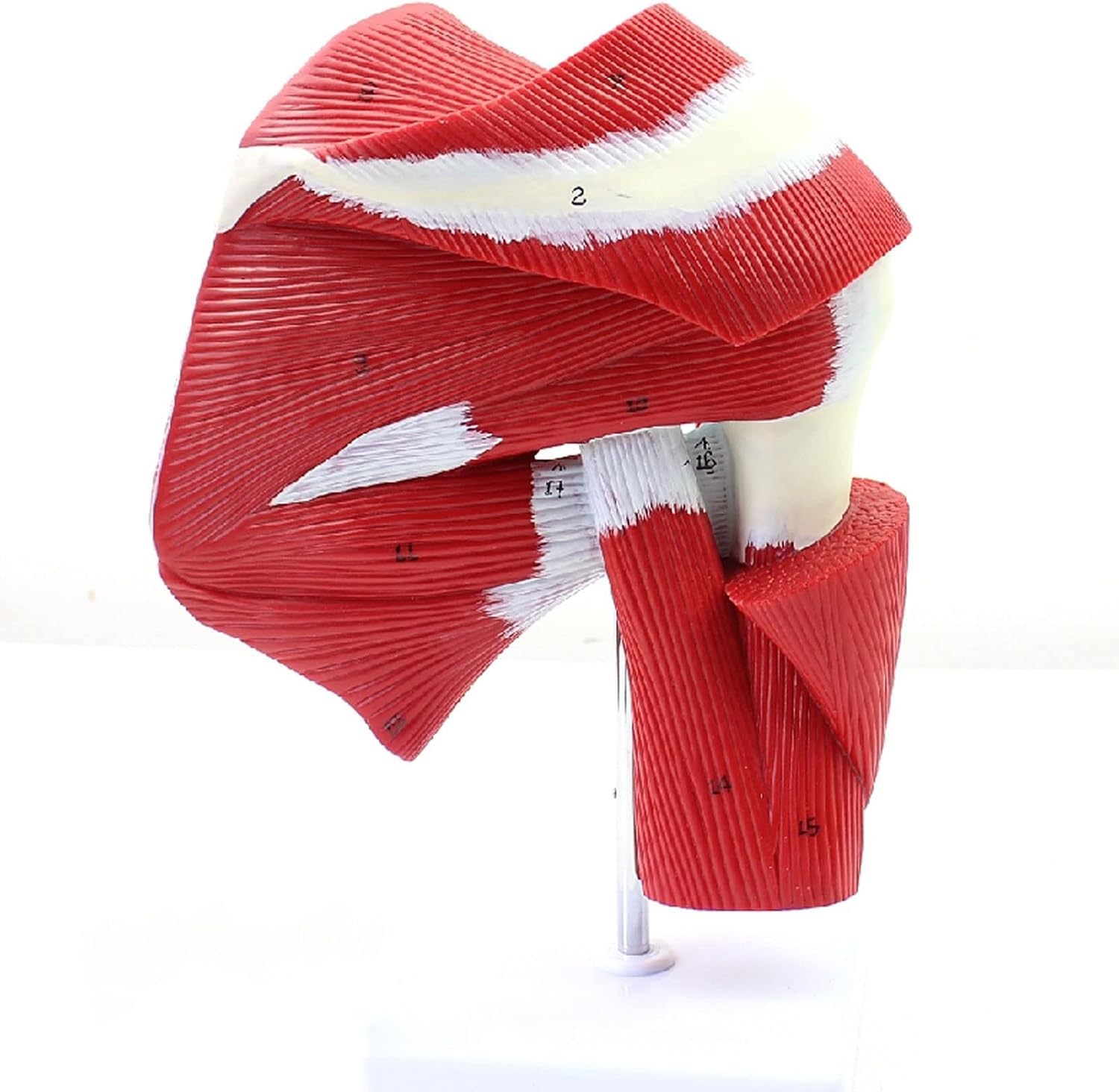 Modelo de anatomía de brazo humano para resolver dudas de biomecánica en estudiantes