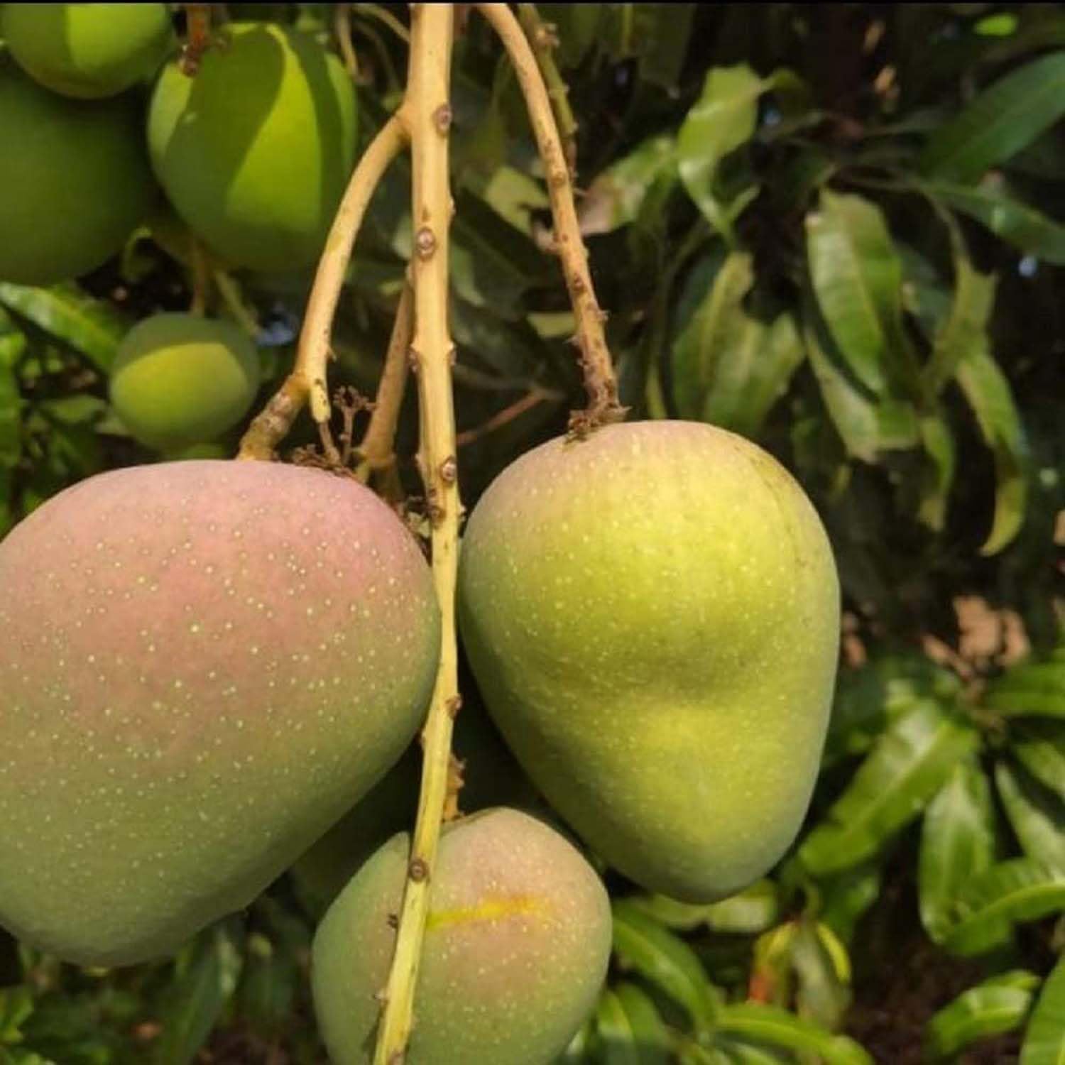 IXORA Mango Badami Badam Variety Grafted Aam Fruit Live Plants & Tree(1.5-3 Feet Size) (B0BLYKQVGR) Amazon Price History, Amazon Price Tracker