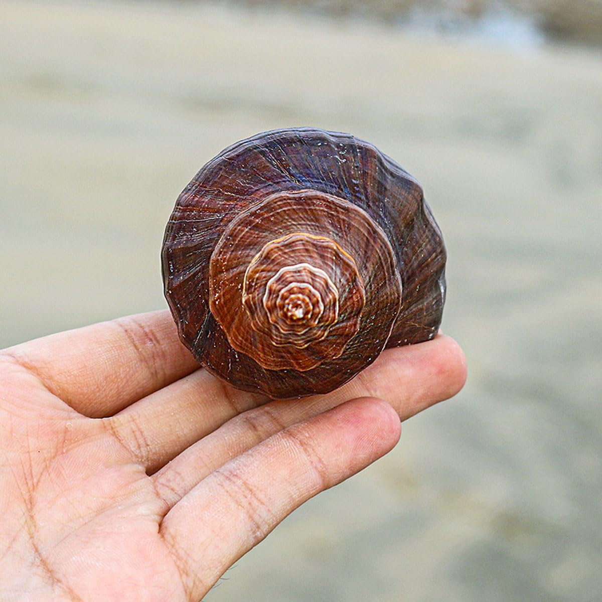 Coquillage, 12-15Cm la décoration de Mariage, fête à thème sur Plage(12~13cm)