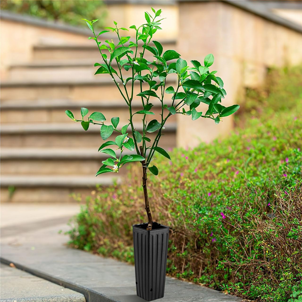 BESPORTBLE Lot de 50 Pots de Fleurs en Plastique Profonds, de 30,5 cm, Noirs, avec Trous de Drainage, pour Le Jardinage, 3 x 11 cm (l x H)