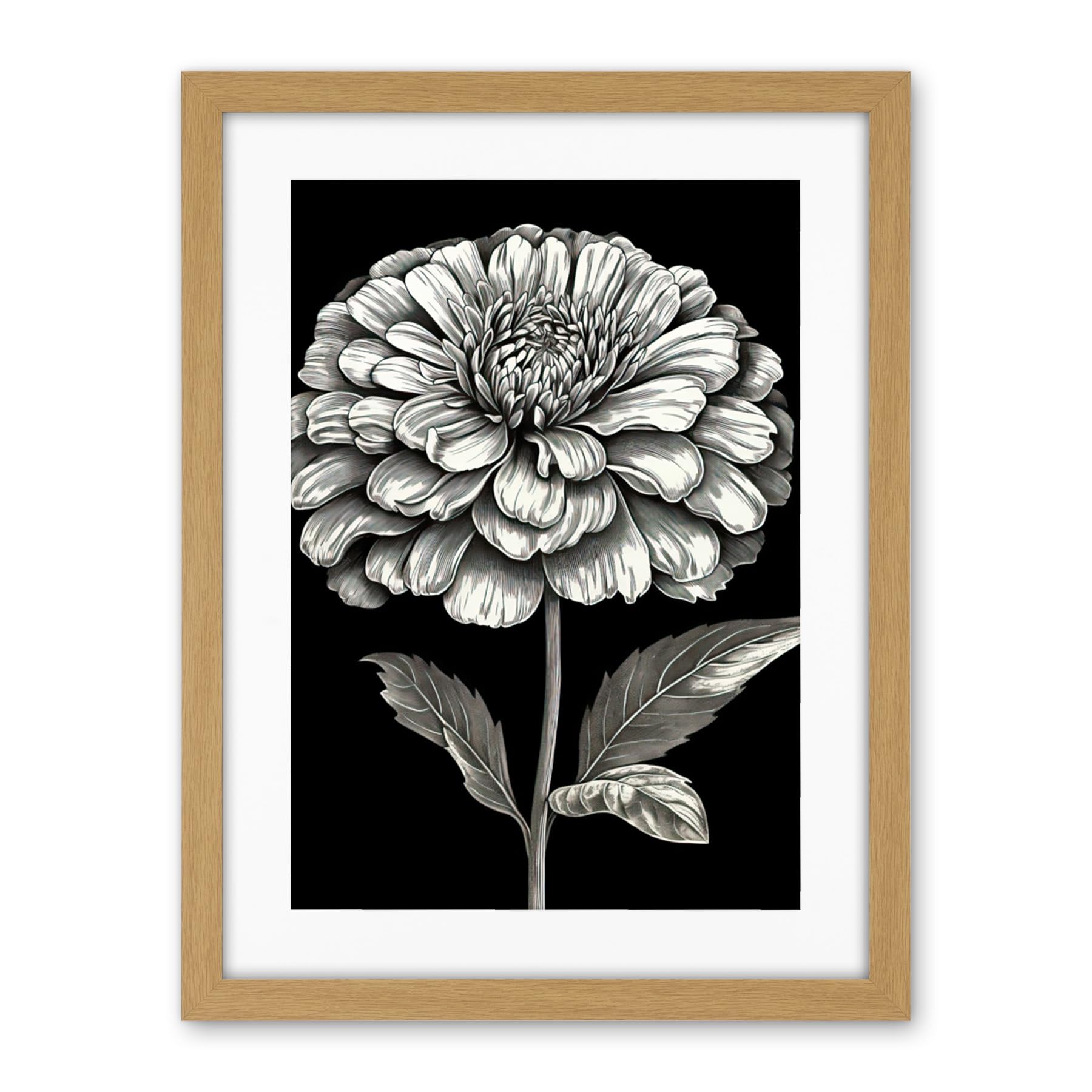 Artery8 Zinnia Flower Bloom Black and White Illustration Artwork Framed Wall Art Print 18X24 Inch