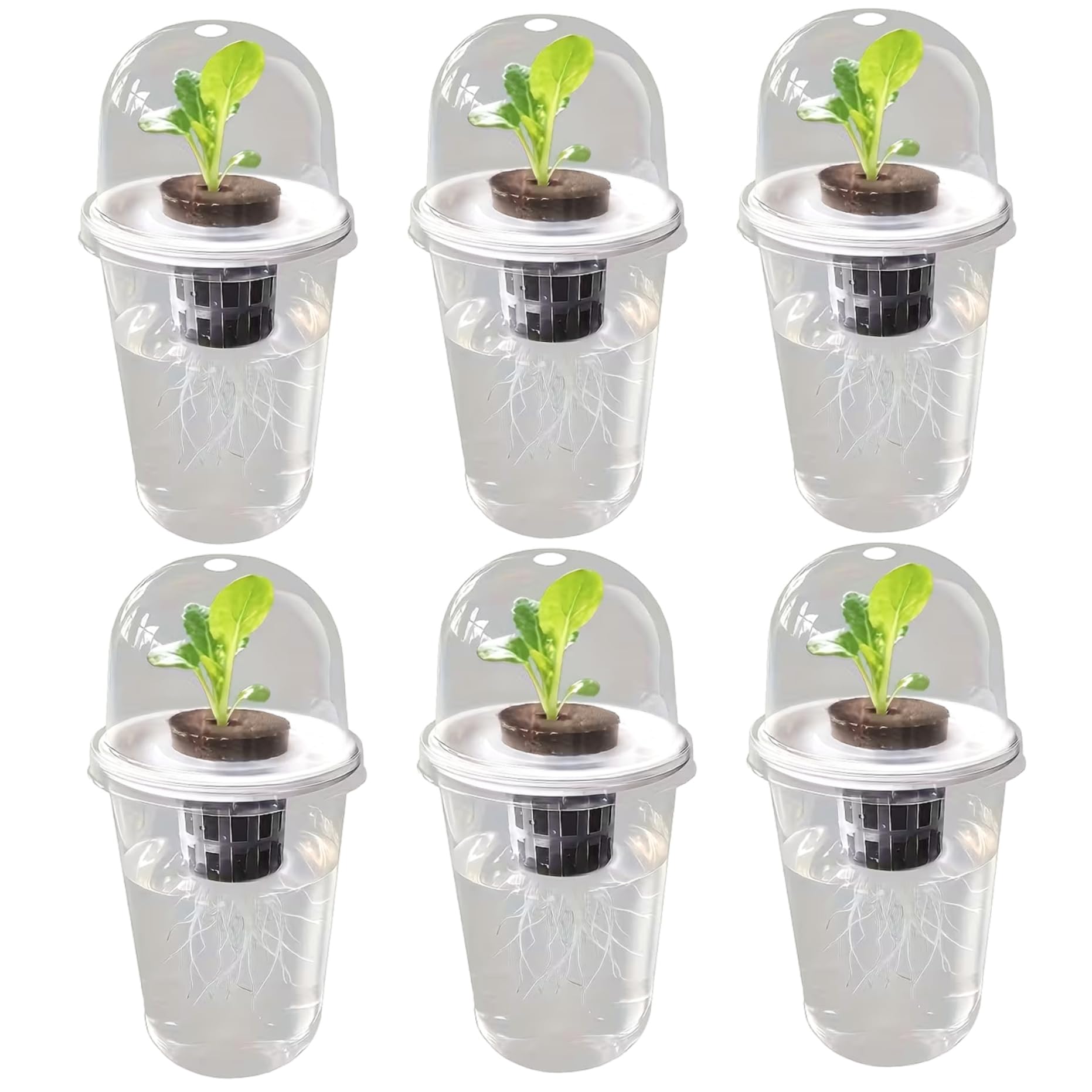 Pots hydroponiques transparents à arrosage automatique pour semis