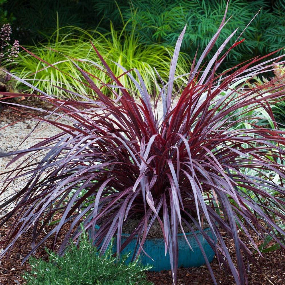 Design-A-Line Cordyline (2.5 Quart) Tall Evergreen Grass-Like Perennial with Burgundy-Purple Foliage - Full Sun to Part Shade Live Outdoor Plant - Southern Living Plants