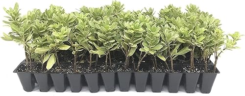 Pittosporum abigarrado  10 plantas vivas  Pittosporum Tobria Variegatum  Arbusto de seto con acento de borde de hoja perenne