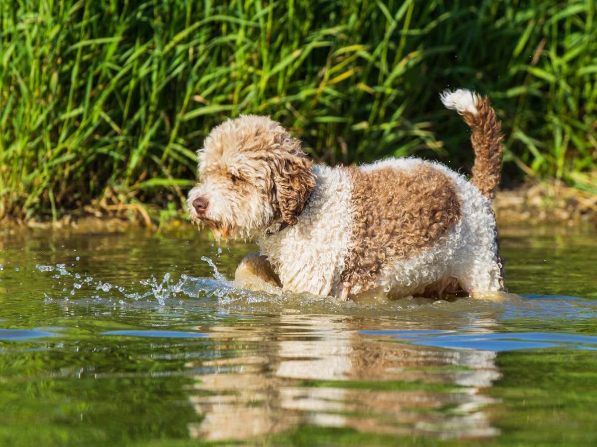 CALVENDO Puzzle Lagotto Romagnolo - Un Chien Dont on Tombe Amoureux 1000 Pieces 64 x 48 cm from Sista-Tierfoto