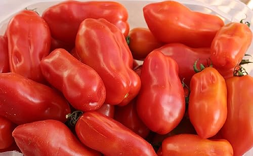 Más de 40 semillas de tomate San Marzano - Variedad reliquia italiana - Ohio Heirloom Seeds