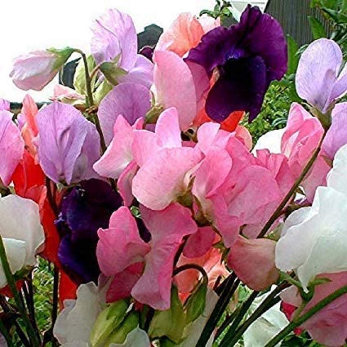 230 Sweet Pea Mammoth Seeds in Pictorial Packets Large Packets
