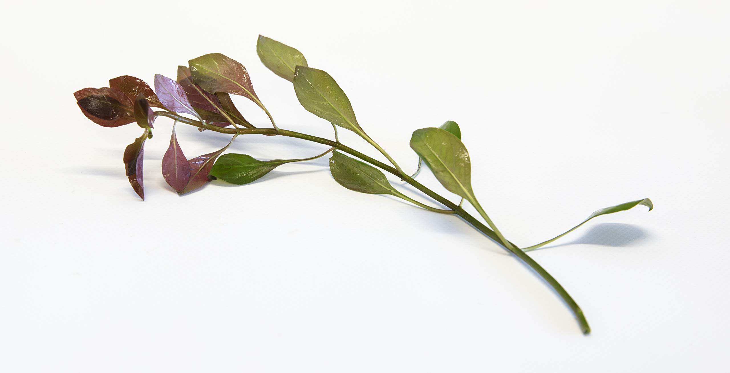 Lincolnshire Pond Plants Ltd - Ludwigia repens Live Aquarium Plant for Freshwater Tropical Tanks Aquascaping (3X Loose)