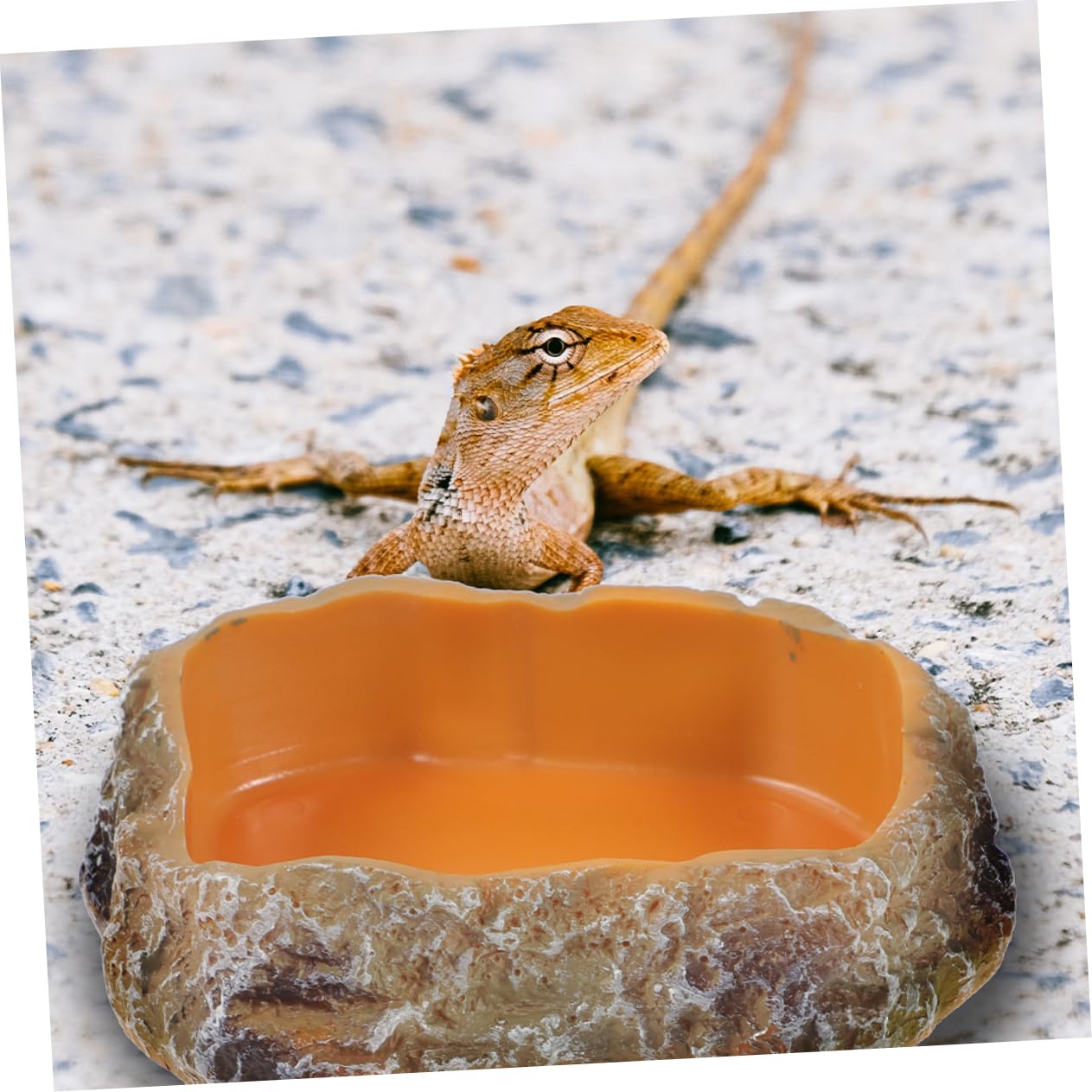 COLLBATH 2pcs Reptile Feeding Dish Smooth Resin Food and Water Bowl for Lizards Hedgehogs Birds and Pets Durable Non Spill Design Easy to Clean