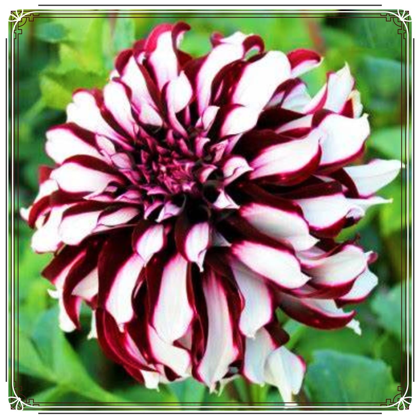 Easy Plant, Strong Plant, Dahlia Bulbs Now UK, Greening Flower, Natural Organic, Excellent Display, for Containers, Rare Plants, 2bulbs-F