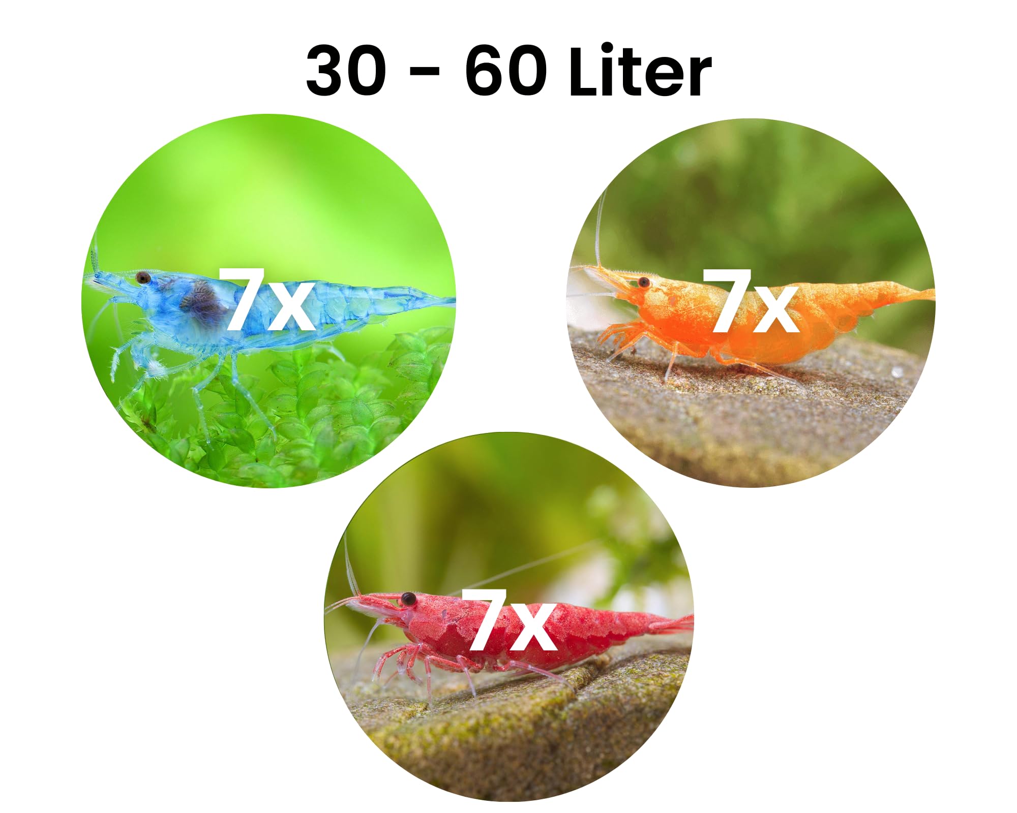 Garnelen Set für Leitungswasser & hartes Wasser - Red Sakura, Blue Jelly, Orange Fire & Amanogarnelen - Pflegeleichte Neocaridina für Anfänger im Aquarium - 30-60L