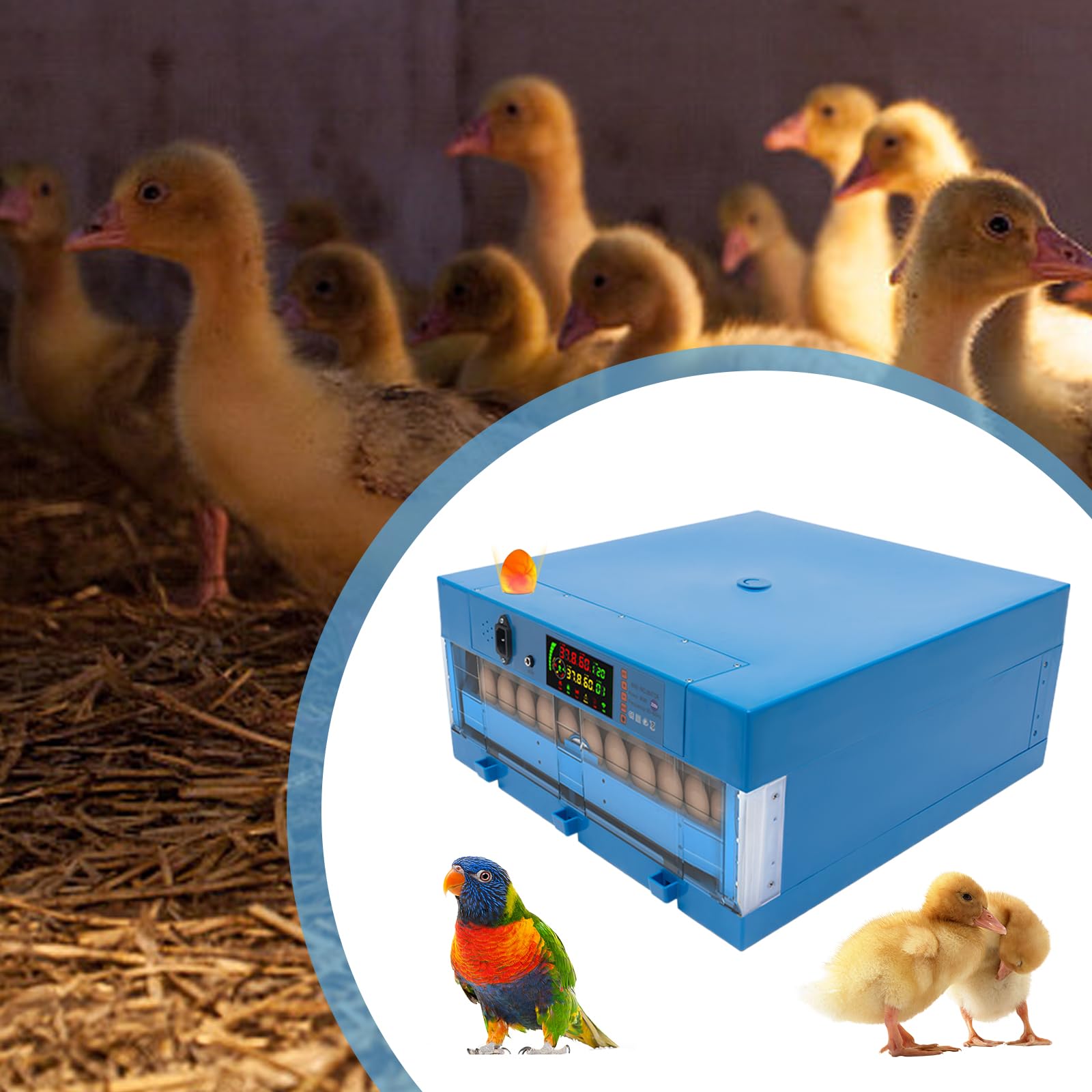 Incubadora totalmente automática para 64 huevos, incubadora de huevos con capacidad para 64 huevos, 360° ventilación digital, cuenta regresiva para gallinas/patos/gansos, azul, criador