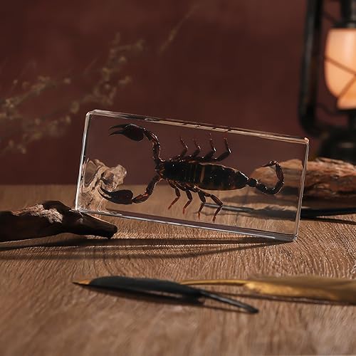 Miniatura 18 de Espécimen de esqueleto de murciélago real en resina para educación científica en el aula, gran regalo para fanáticos de la taxidermia, cráneo