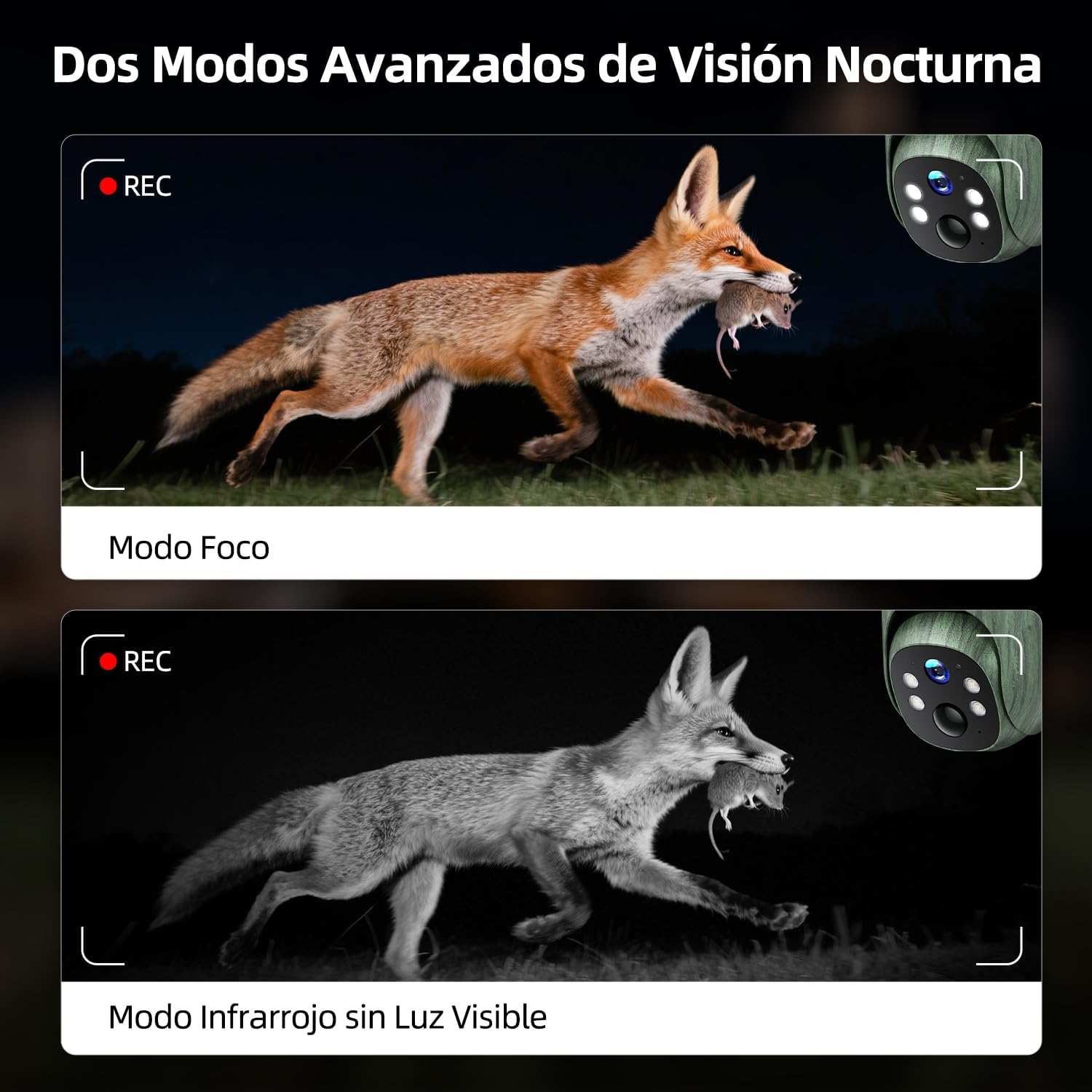 Comparison of Spotlight Mode (color) and Infrared Mode (black and white) night vision on CEYOMUR trail camera