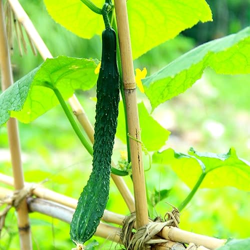 Miniatura 5 de HAHIZIN Estacas de bambú de jardín natural para plantas de interior y exterior, 20 estacas de soporte para plantas para tomates, frijoles, plantas