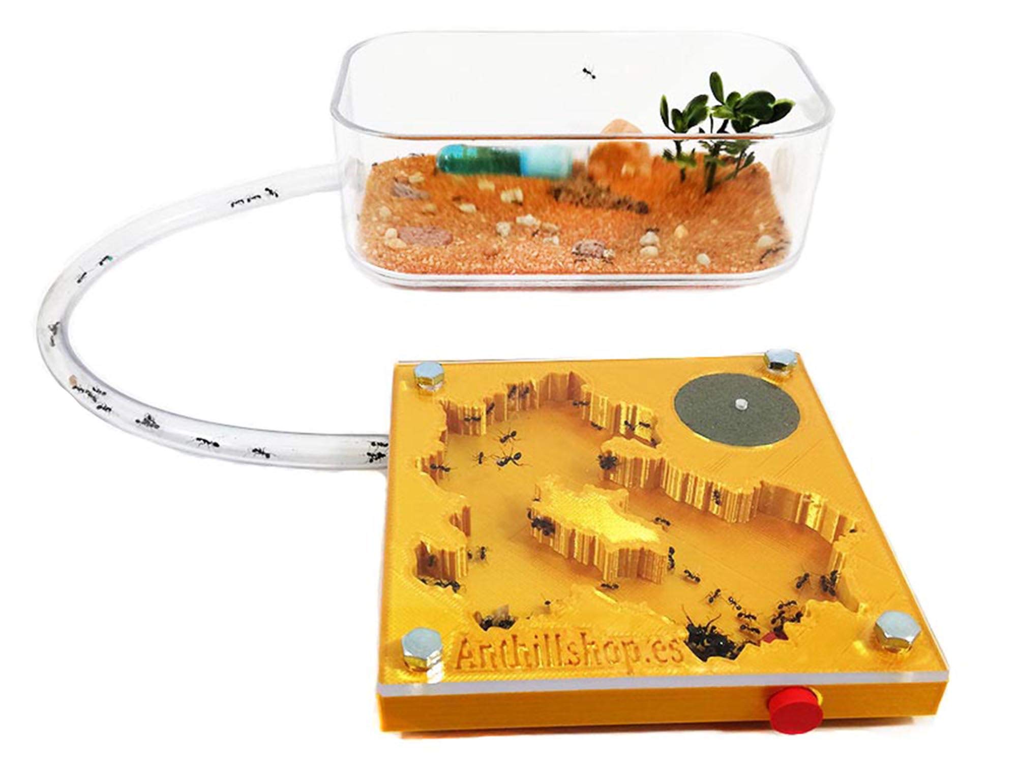 Kit pädagogischer Ameisenhaufen, 3D, 10 x 10 Schaum, goldfarben, inklusive Ameisen.
