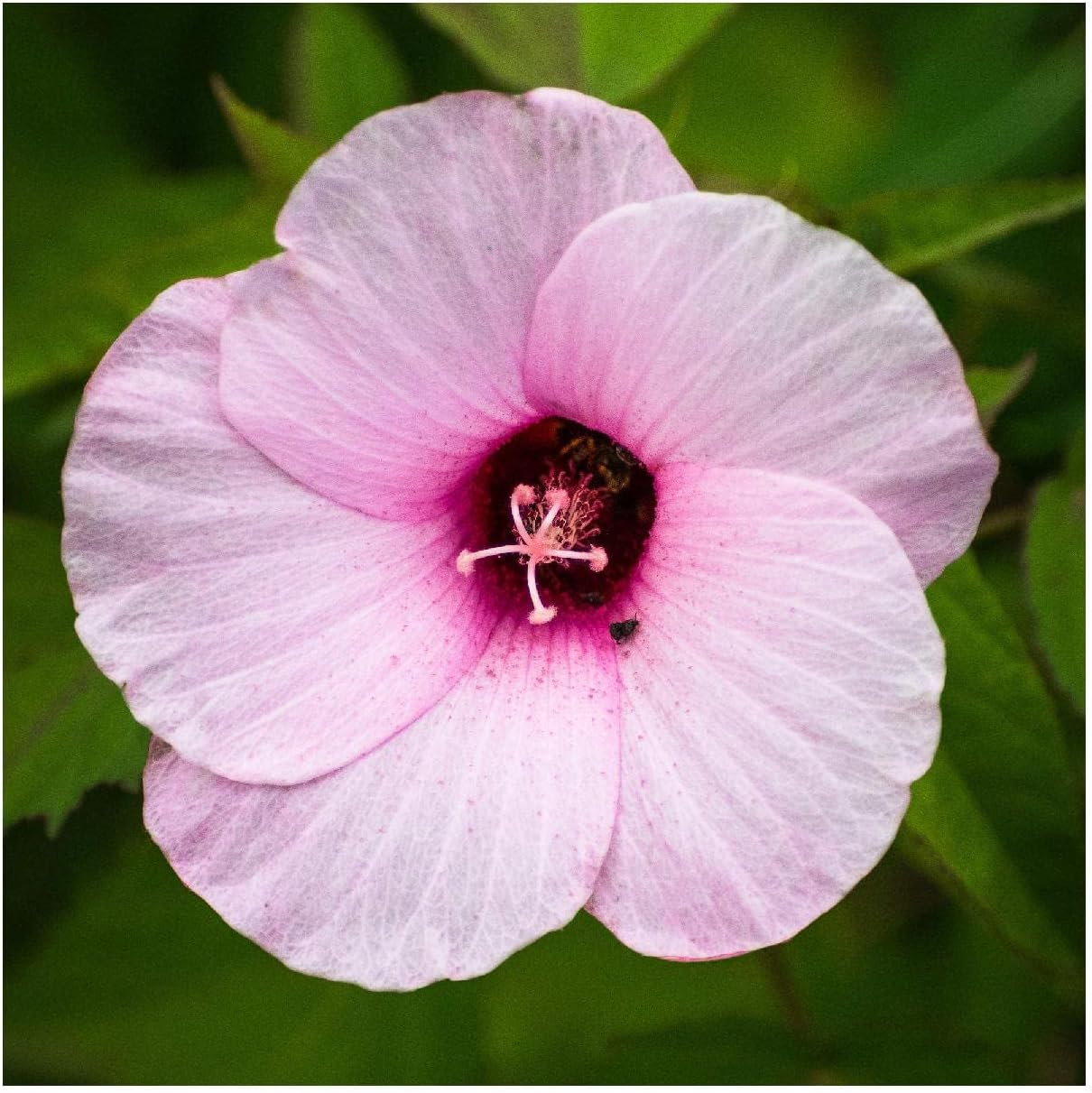 Everwilde Farms - 1/4 Lb Rose Mallow Native Wildflower Seeds - Gold Vault