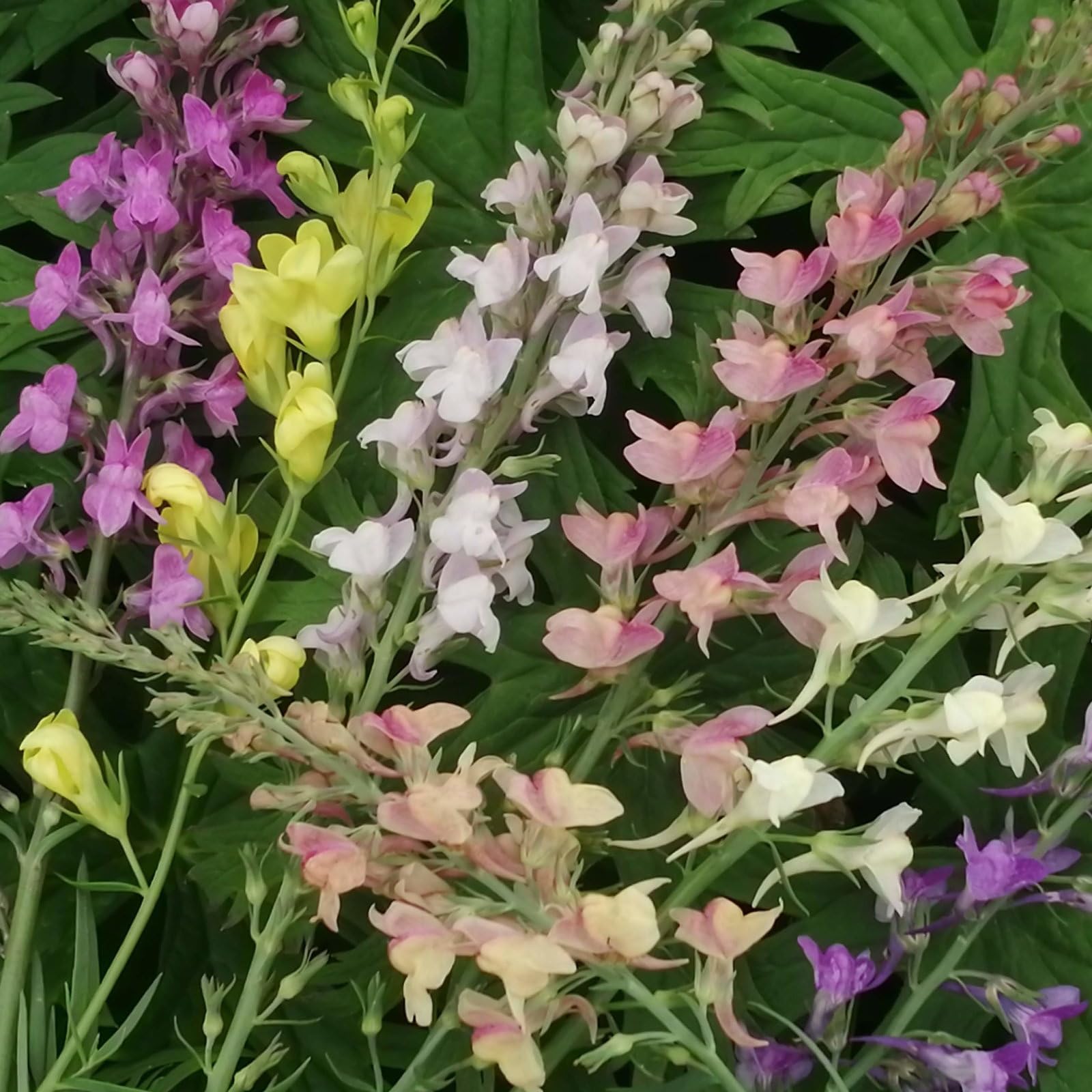 Plant World Seeds - Linaria Pastel Rainbows Seeds (Perennial Flower Seeds)