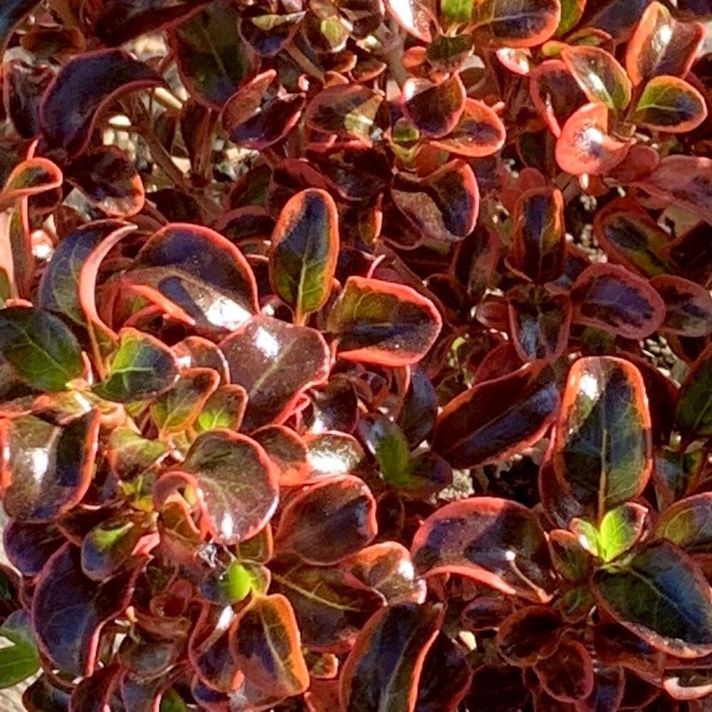 Plant Theory Inferno Coprosma Coprosma Shrub Plant 2L Pot