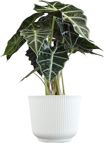 Miniatura 6 de Altman Plants 'Polly' Alocasia - Decoración de plantas vivas en maceta de plástico blanco de 6 pulgadas, planta de oreja de elefante para regalo y