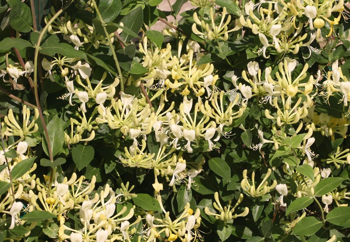 Scentsation Honeysuckle