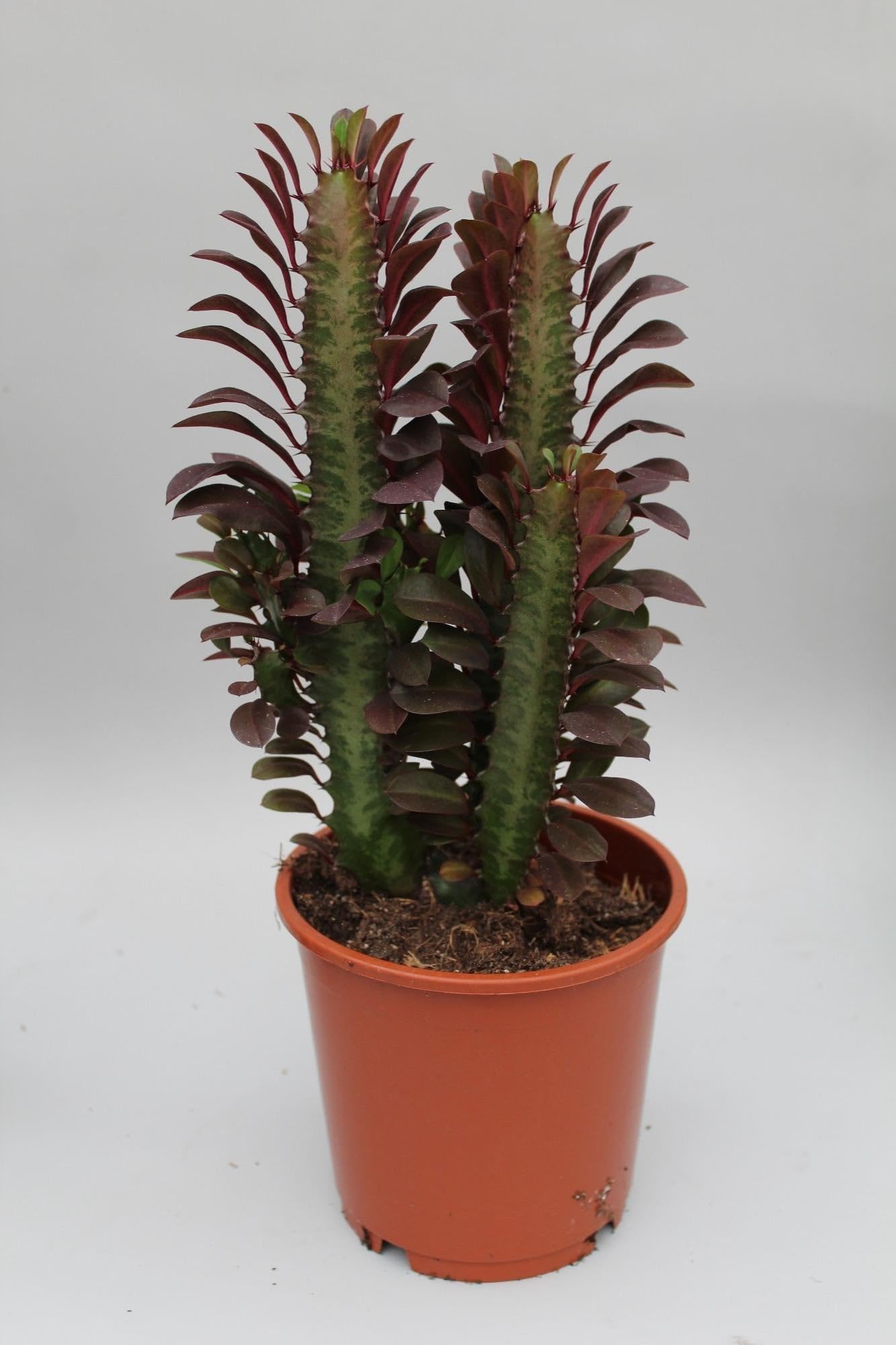 Euphorbia Trigona Rubra Wolfsmilch Rote Sukkulente Zimmerpflanze Ø12 cm 40