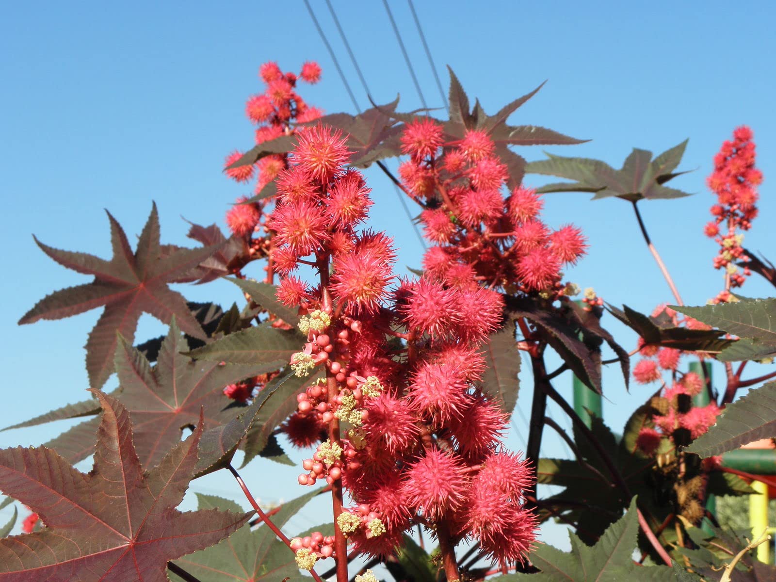 10 Semi Di Ricino (Ricinus Communis) - Pianta Arbustiva Da Giardino O Vaso - Foto 4