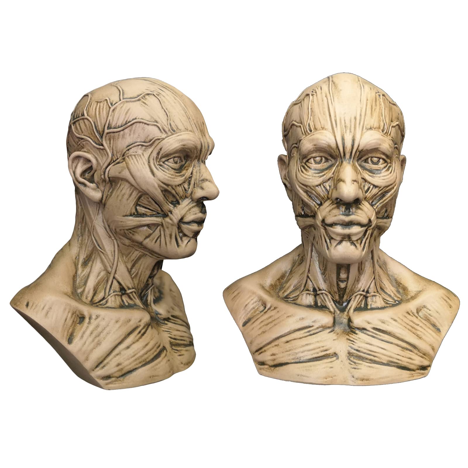 Sculpture Crâne Humain En Résine - Modèle Anatomique Pour Artistes Et Étudiants