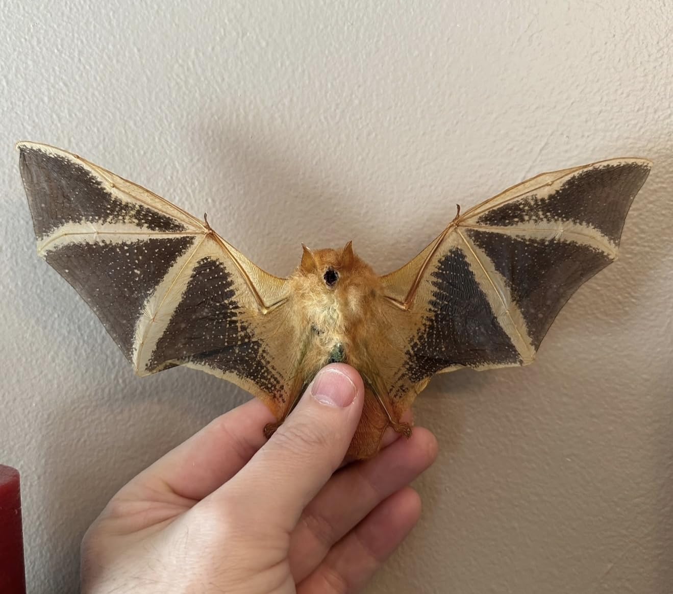 Real Preserved MUMMIFIED BAT Wings Spread Kerivoula Picta - Oddities - Science Specimen - Gothic - Open Wing bat