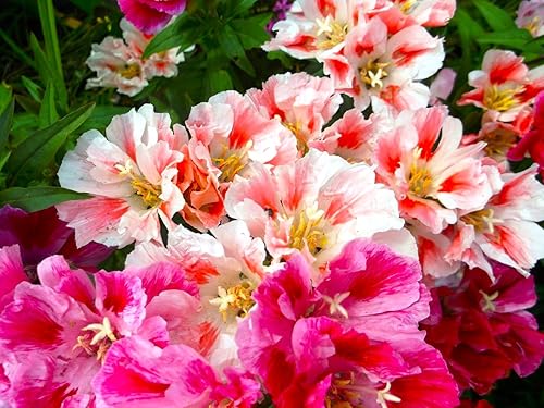 Miniatura 5 de Seeds Godetia Mix 200+ semillas para plantar flores anuales sin OMG Adiós a la primavera Flor de satén Clarkia