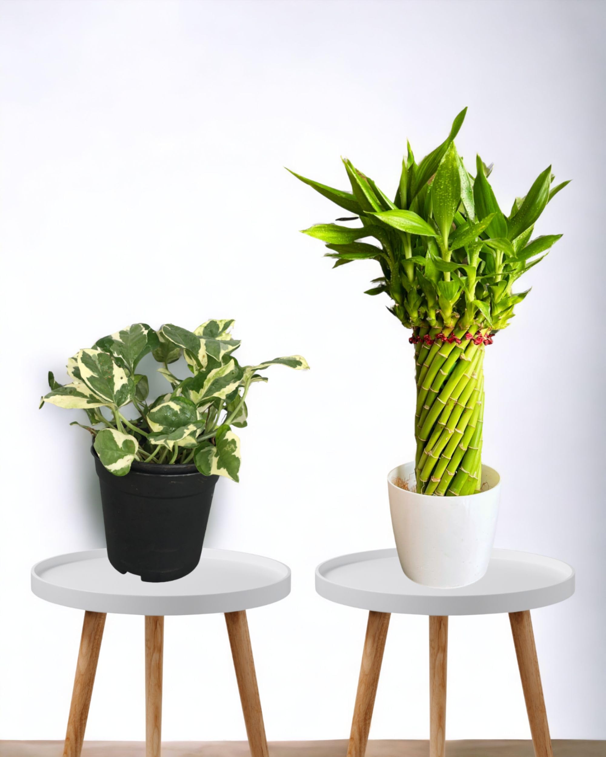 Amulya FARMS & NURSERY Rare Lucky Bamboo Indoor Live Plant With Pot For Home, Indoor, Table, Office Decor Item (Bamboo and Money Plant) Good Luck & Feng Shui Plant | Elegant Gifts for Men & Women (B0CGD9XT21) Amazon Price History, Amazon Price Tracker