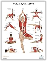Vista 3 de Anatomy Lab Póster muscular, esquelético, yoga, estiramiento y pilates, anatomía y fisiología – Paquete de 5 LAMINADO 17.3 x 22.5 pulgadas, tabla