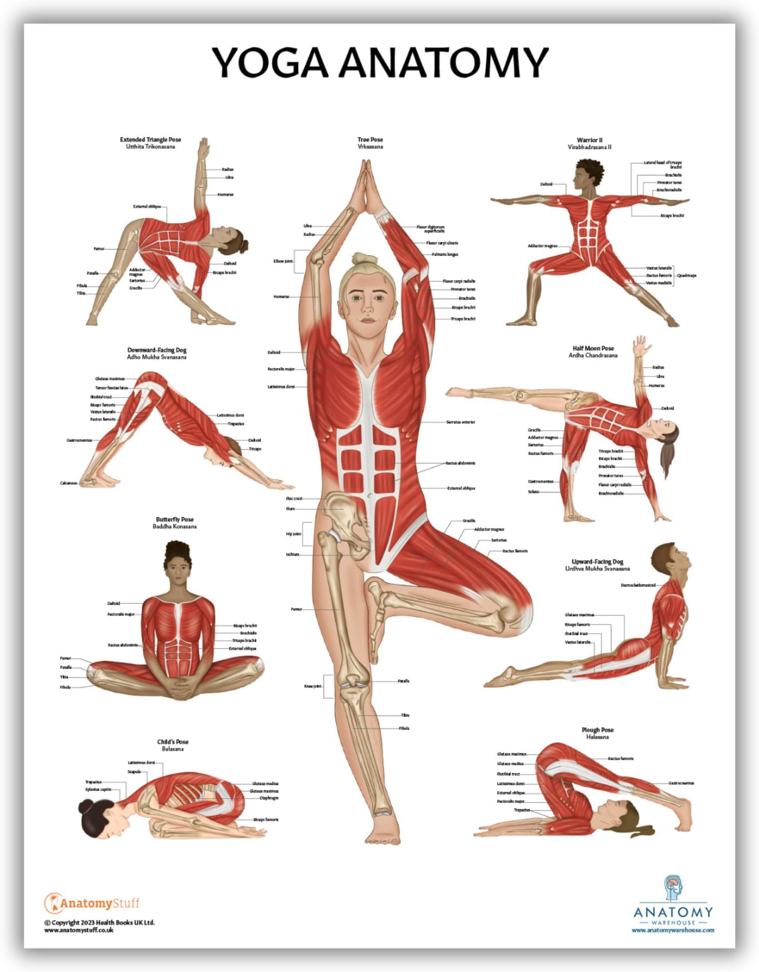 Yoga Anatomy Poster, LAMINATED, Anatomy and Physiology Posters, Fitness Poster, 17.3 x 22.5 Inches, Physical Education Poster, Workout Poster, Yoga Poses Chart, Anatomical Chart, Made by Anatomy Lab