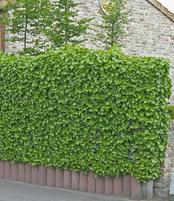 Baldur Garten 3x Hardy Ivy Plant Baltica Plants in 9 x 9 cm Pot Ground cover climbing plant easy to clean low water requirement Hedera helix robust hardy drop-resistant