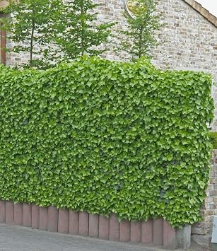 Baldur Garten 3x Hardy Ivy Plant Baltica Plants in 9 x 9 cm Pot Ground cover climbing plant easy to clean low water requirement Hedera helix robust hardy drop-resistant