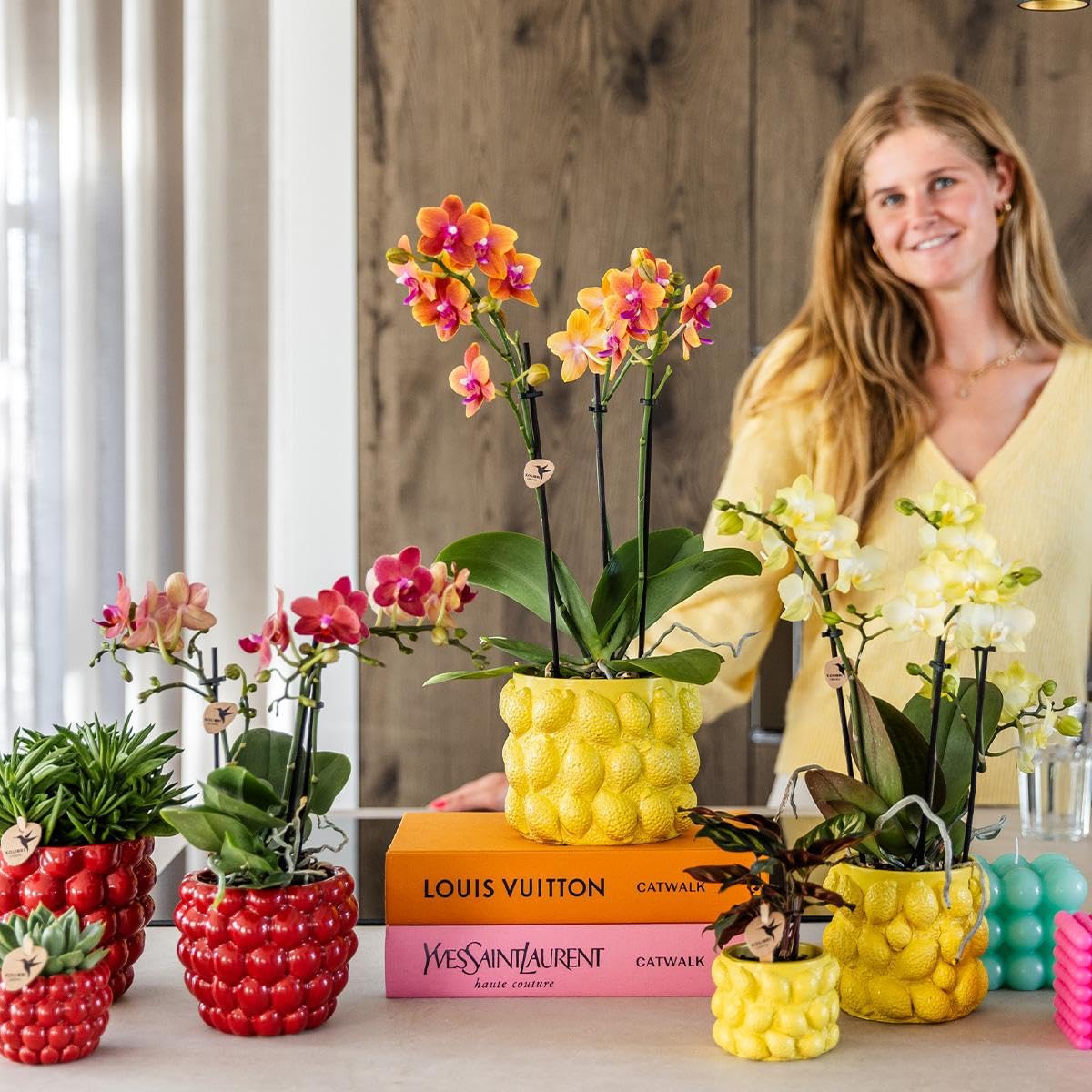 KOLIBRI Orchids,Orchidée phalaenopsis jaune – Mexique – Diamètre du pot : 9 cm,Plante d'intérieur à fleurs – Fraîcheur du producteur