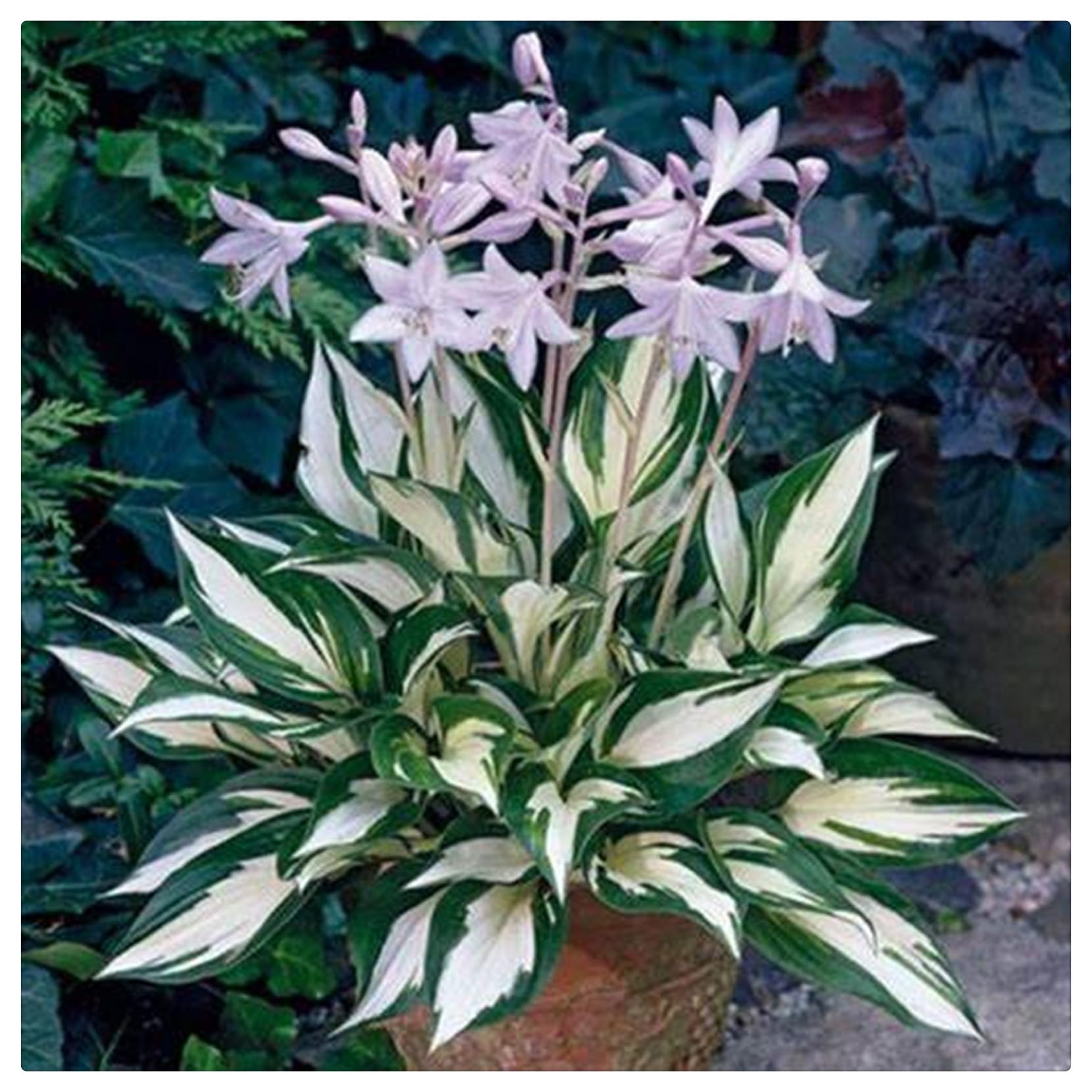 Flowering Rhizome,Excellent Display, Wedding Flowers,Greening Flower,Easy to Plant, Hosta Rhizome-15 Bulbs-B