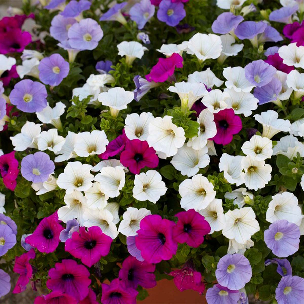Bloomique - Lot de 6 - Pétunia à grandes fleurs - Mélange de couleurs - Plantes de massif - Plantes de jardin - Hauteur 15-20 cm - Pot 10,5 cm