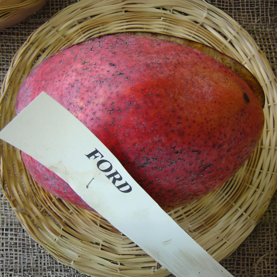M-Tech Gardens Mango Fruit Plant (Ford, Grafted Hybrid) Exotic 1 Live Fruit Plant