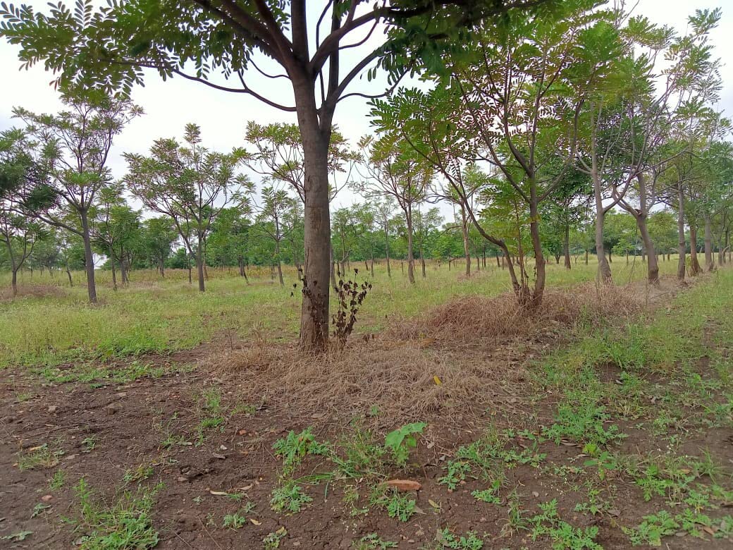 Laxmitaru Leaves | (75 gms Pack) (450+ leaves) | Simarouba Glauca | Paradise Tree 3