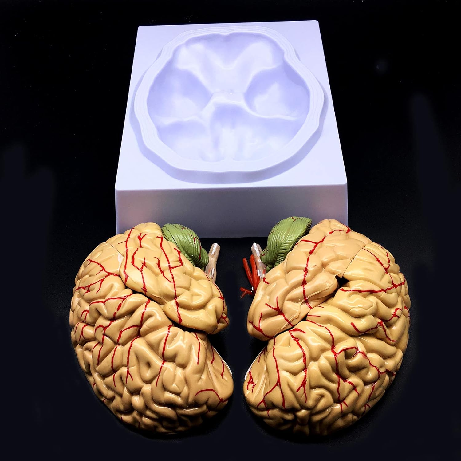 Human Brain Model, Anatomically Accurate Brain Model Life Size Human Brain Anatomy for Science Classroom Study Display Teaching Medical Model