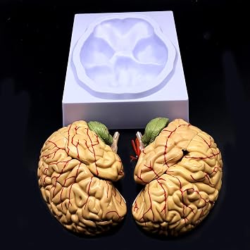 Human Brain Model, Anatomically Accurate Brain Model Life Size Human Brain Anatomy for Science Classroom Study Display Teaching Medical Model