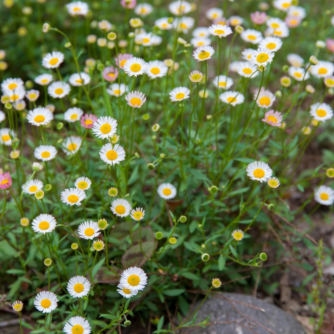 Plants by Frank Erigeron Karvinskianus, 24 plantes de vergerette, Ø 9 cm